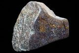 Polished Dinosaur Bone (Gembone) Section - Colorado #72999-2